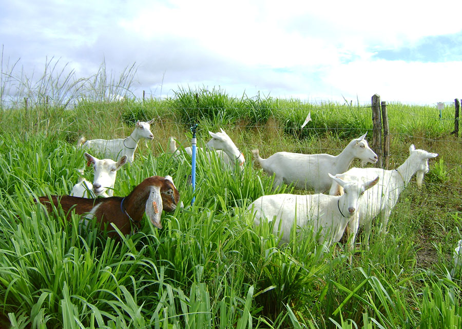 Pesquisa estima média de forragem armazenada para garantir produção animal no Semiárido